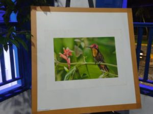 Setur inaugura exposição: Aves da Mata Atlântica & vegetações nativas